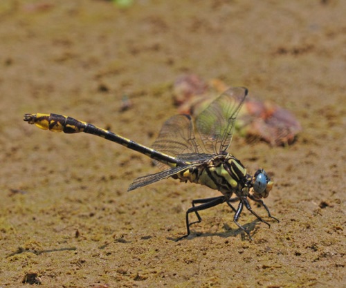 Male
27 May 2019, TN, Rutherford County